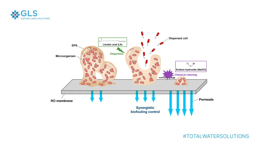 Ilustrasi biofouling pada membran RO dan solusi pembersihan kimia dengan sodium hypochlorite untuk kontrol pertumbuhan mikroorganisme.