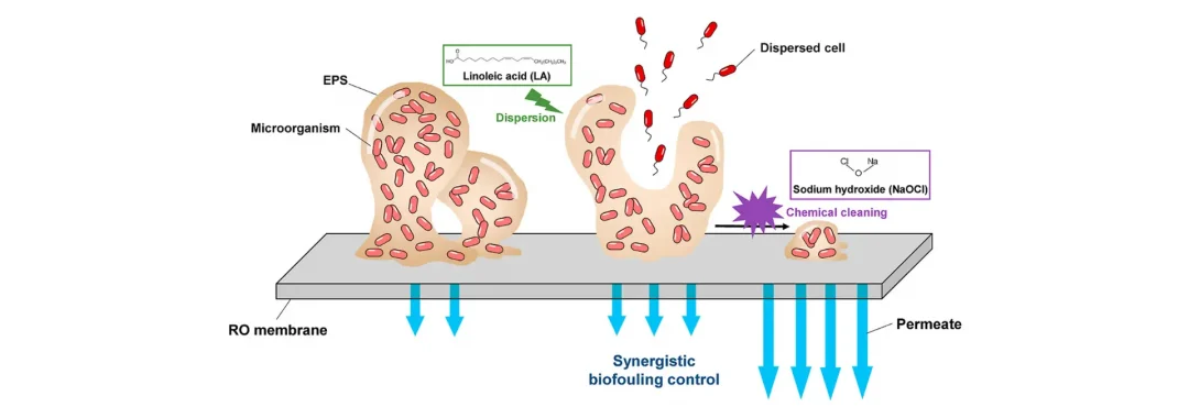 Ilustrasi biofouling pada membran RO dan solusi pembersihan kimia dengan sodium hypochlorite untuk kontrol pertumbuhan mikroorganisme.