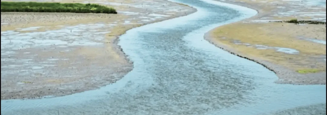 Muara sungai dengan air payau yang menunjukkan peningkatan salinitas akibat percampuran air laut dan air tawar di daerah pesisir.